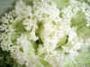 Cabbage.jpg (67550 bytes)
