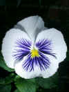 Pansy2.jpg (58645 bytes)