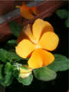 Pansy3.jpg (52413 bytes)