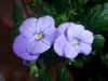 Pansy5.jpg (54446 bytes)
