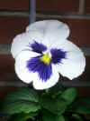 Pansy6.jpg (51608 bytes)