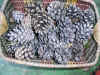 Pcones2.jpg (129738 bytes)