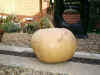 Pumpkin2.jpg (103339 bytes)