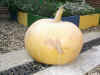 Pumpkin.jpg (92992 bytes)