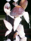 Shells.jpg (62967 bytes)